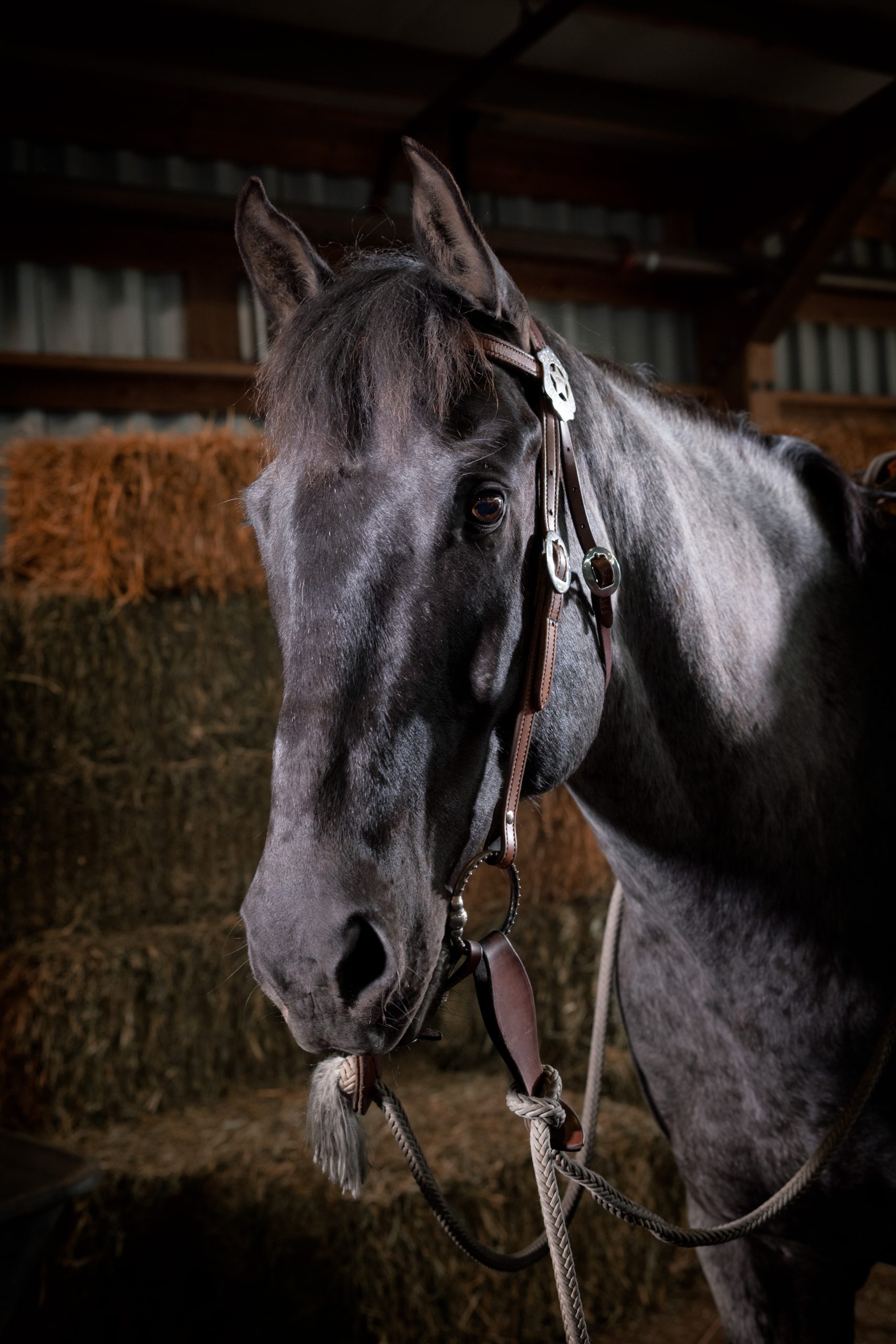 Mounted Patrol Unit | Seattle Police Foundation