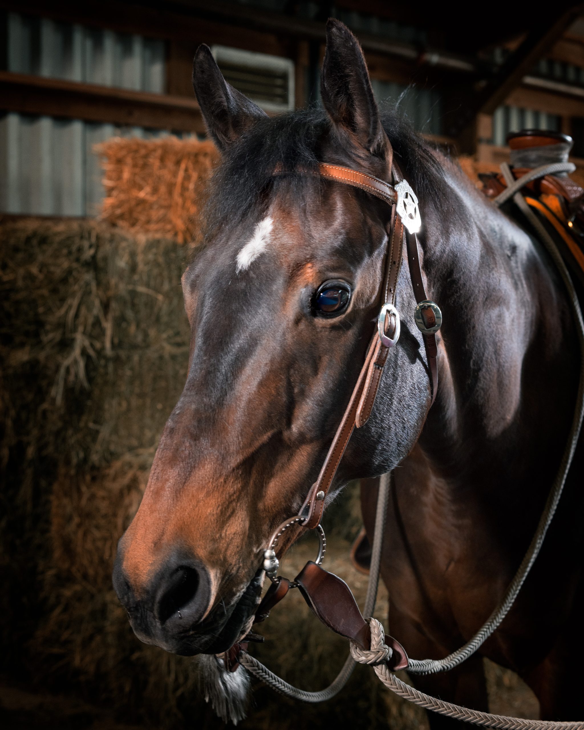 Help name the Seattle Police Department Mounted Patrol Unit's new barn cat  - Lynnwood Times