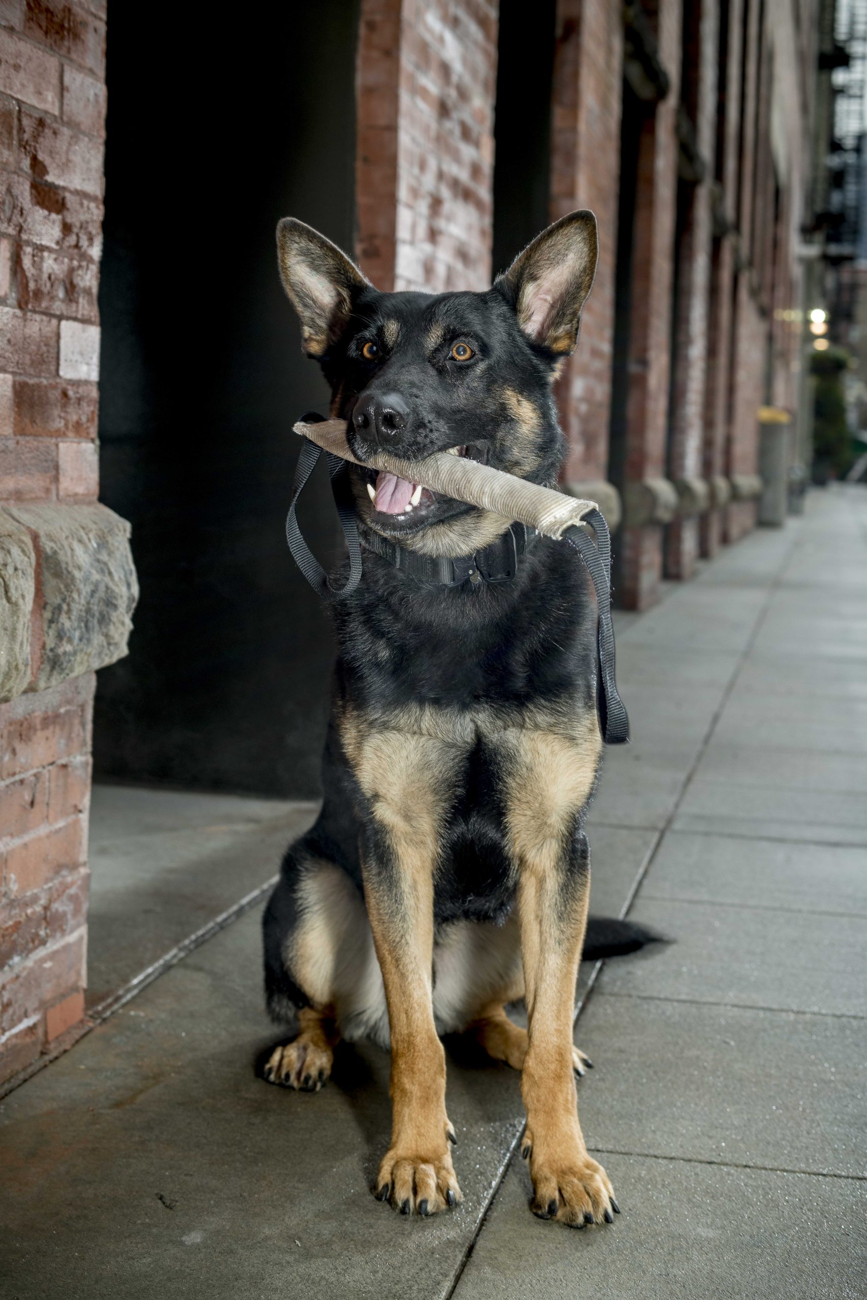 are police dogs only german shepherds