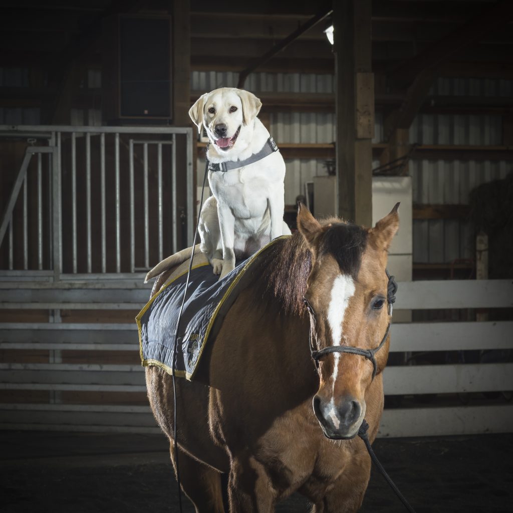 Help name the Seattle Police Department Mounted Patrol Unit's new barn cat  - Lynnwood Times