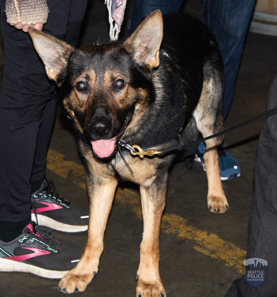 A German shepherd with big ears