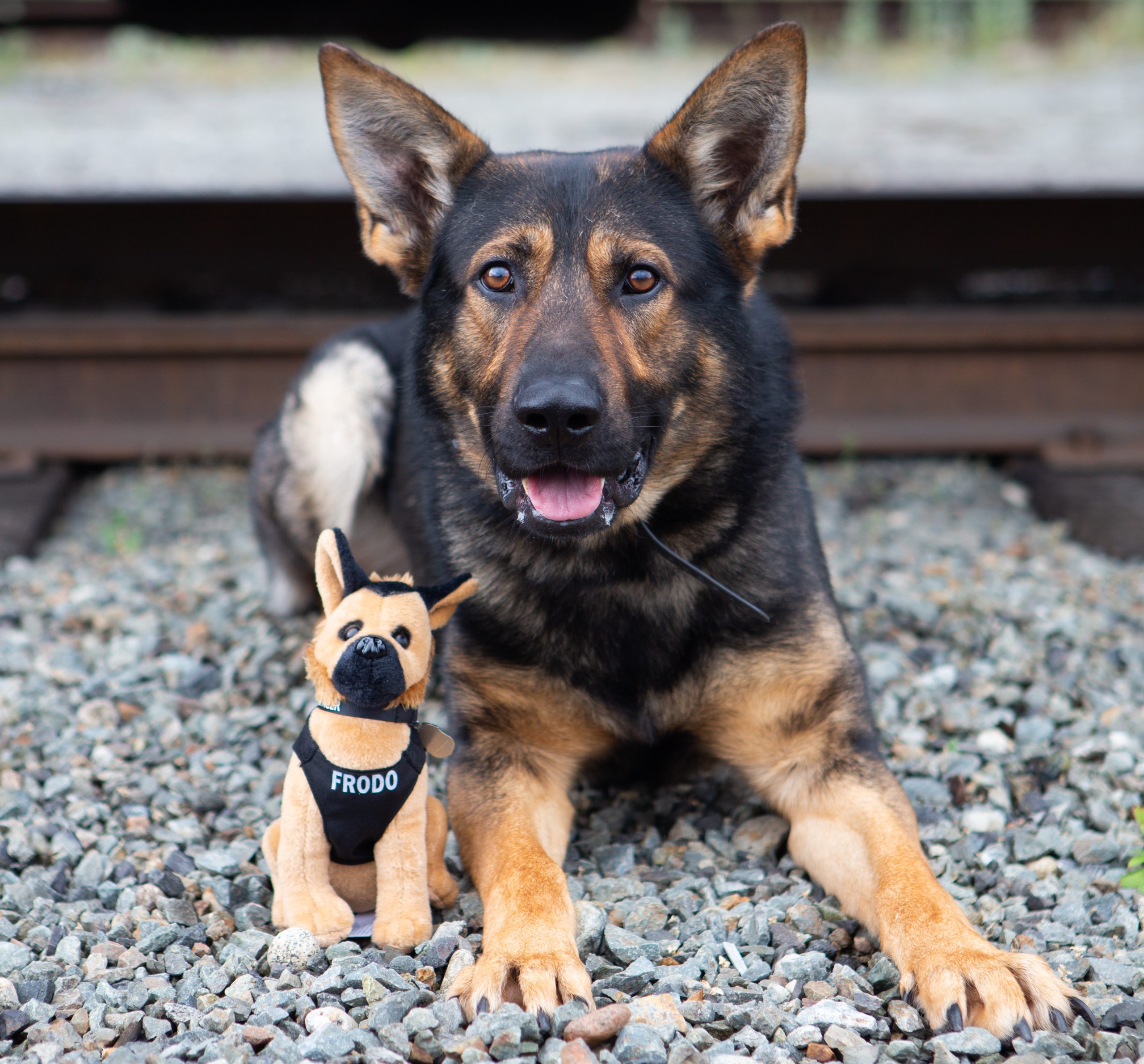 Police Dog who Enjoys Wearing Hats is a Sensation.